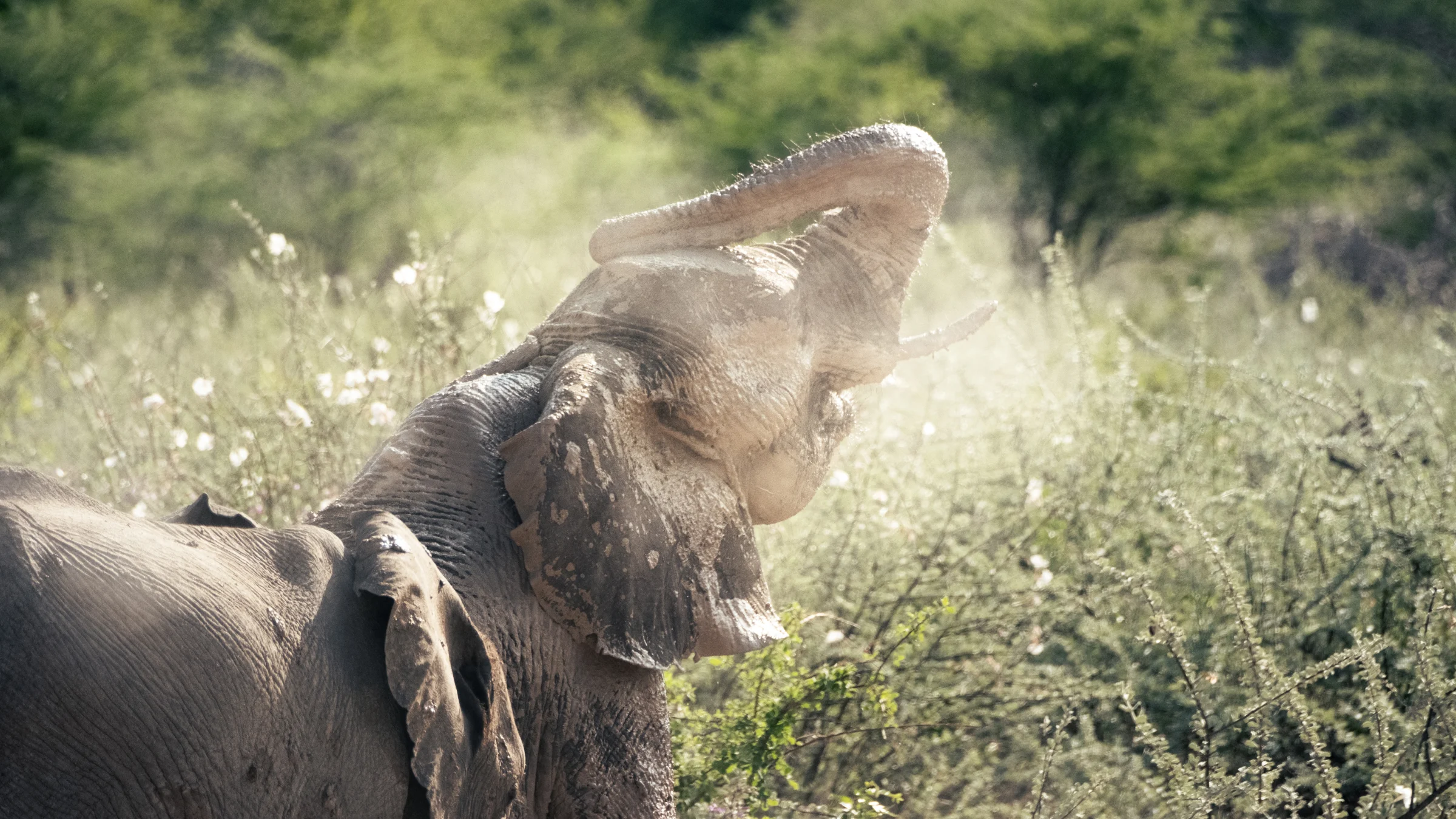 埃托沙 Etosha|大象揚起象鼻,細塵在光線裡散開,留下野生動物活動的瞬間。