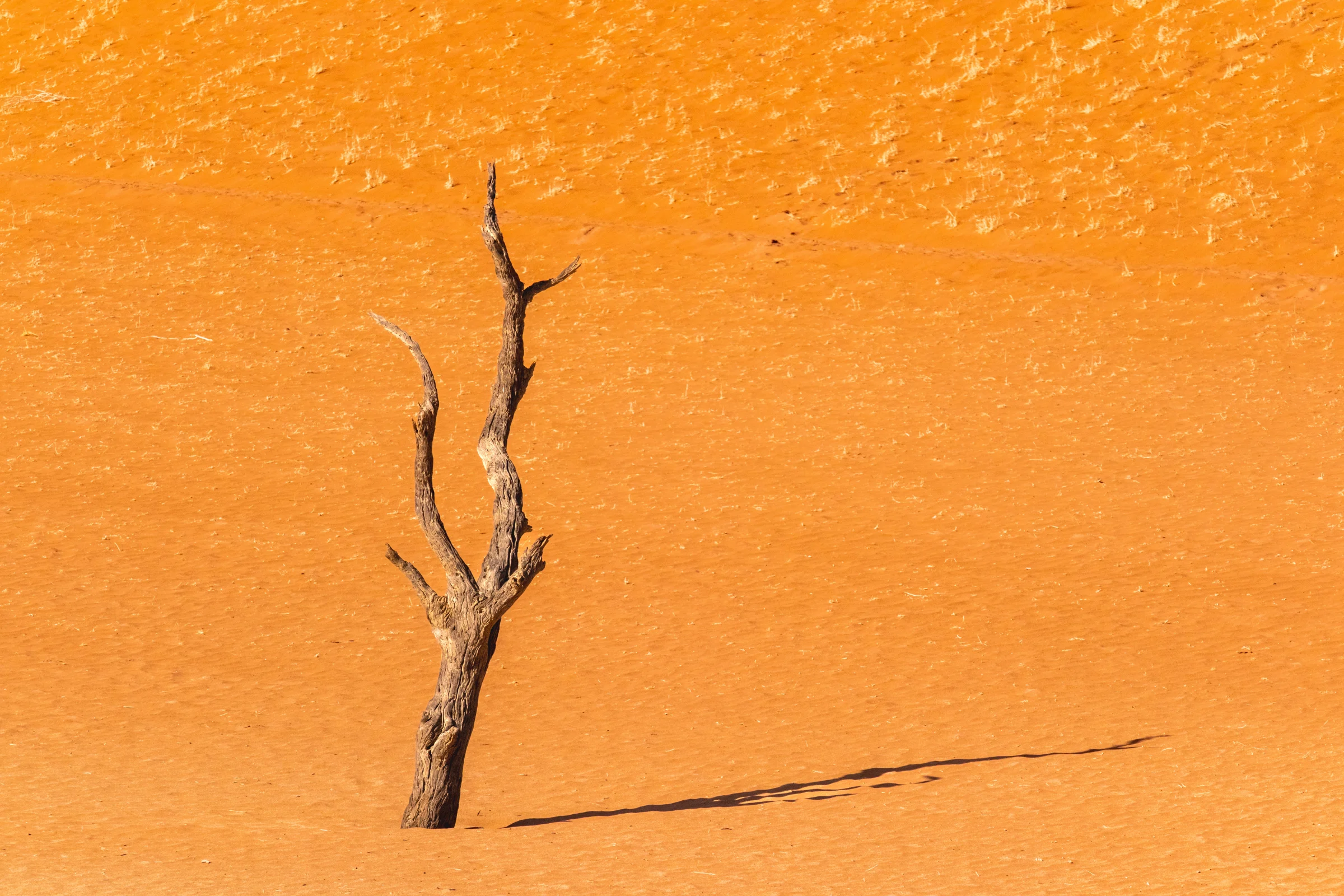 Deadvlei 死亡谷|枯木立在橘紅沙地上,斜伸的長影與分枝勾勒出簡潔而鮮明的線條。